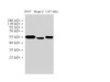 Western Blot analysis of 293T, HepG2 and U87-MG cells using TUBA1A Polyclonal Antibody at dilution of 1:1000.