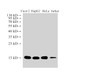 Western Blot analysis of Caco-2, HepG2, Hela and Jurkat cells using COX4 Polyclonal Antibody at dilution of 1:3000.