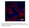 PGCA Antibody from Fabgennix