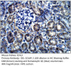 EDIL3 Antibody from Fabgennix