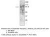 Glutamate Receptor 2 Antibody from Fabgennix