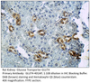 Glucose Transporter GLUT 4 Antibody from Fabgennix