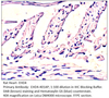 EHD4 Antibody from Fabgennix