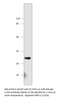 GPCR GPR40 Antibody from Fabgennix