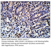 G0/G1 switch 2 Antibody from Fabgennix