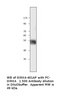 KCNJ5 Antibody from Fabgennix