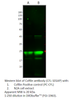 Cofilin Antibody from Fabgennix