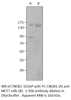 GARP Antibody from Fabgennix