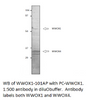 WWOX 1 + 4 Antibody from Fabgennix