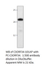 C3Orf34 Antibody from Fabgennix