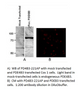 PDE4B3 Antibody from Fabgennix