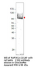 MAP3K14 Antibody from Fabgennix