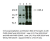 Phospho-ErbB 2 Antibody from Fabgennix