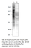 TTC27 Antibody from Fabgennix