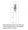 MAP3K10 Antibody from Fabgennix