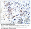 Dopamine D2 Receptor Antibody from Fabgennix