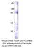 Stra6 Antibody from Fabgennix