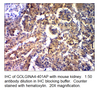 Golgin A4 Antibody from Fabgennix