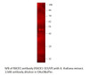 RACK1 Antibody from Fabgennix