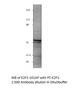 E2F1 Antibody from Fabgennix