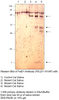 FEL D1 Major allergen 1 polypeptide chain 1 Antibody from Fabgennix