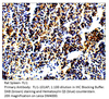 FLI1 Antibody from Fabgennix