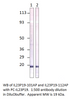 IL23 P19 Antibody from Fabgennix