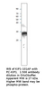 p27 KIP1 Antibody from Fabgennix