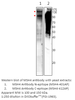 MSH4 Antibody from Fabgennix