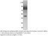 Myocilin Antibody from Fabgennix