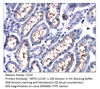 CD10 Antibody from Fabgennix