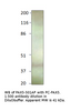 PAX5 Antibody from Fabgennix