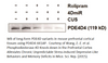 PDE4D4 Antibody from Fabgennix