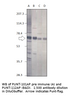 Punt Antibody from Fabgennix