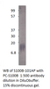 S100 beta Antibody from Fabgennix