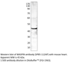 MASPIN Antibody from Fabgennix