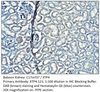 C17orf37 / XTP4 Antibody from Fabgennix