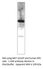 MERTK Antibody from Fabgennix