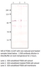 PDE8A Antibody from Fabgennix