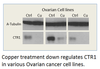 CTR1 / SLC31A1 Antibody from Fabgennix