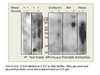 AGE Antibody FITC from Fabgennix