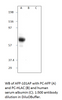 Alpha 1 Fetoprotein Blocking Peptide from Fabgennix