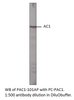 Adenylate cyclase 1 Positive Control from Fabgennix