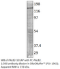 PALB2 Positive Control from Fabgennix