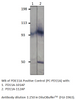 PDE11A Positive Control from Fabgennix