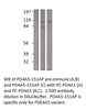 PDE4A5 Positive Control from Fabgennix