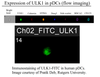 ULK1 Antibody FITC from Fabgennix