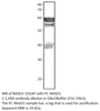 Dexras1 Positive Control from Fabgennix