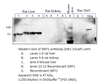 SIRT1 Antibody Positve Control from Fabgennix