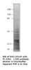 SIRT2 Antibody Positve Control from Fabgennix